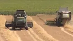 Deficit comercial de miliarde la produse alimentare. România exportă cereale și importă pâine