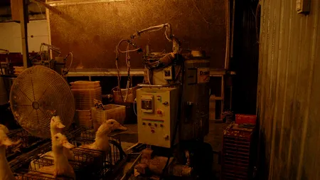 „Trebuie să interziceți această practică rușinoasă și intolerabilă într-o țară a Uniunii Europene