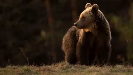 O ursoaică și puiul său au fost văzuți într-un parc din Târgu Mureș. Localnicii, avertizați printr-un mesaj RO-Alert emis de autorități