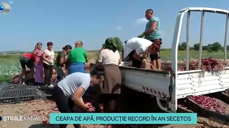 Ceapa dulce de Buzău ar putea ajunge curând pe mesele gospodinelor. Recolta de anul acesta e mai bună ca în ultimii ani