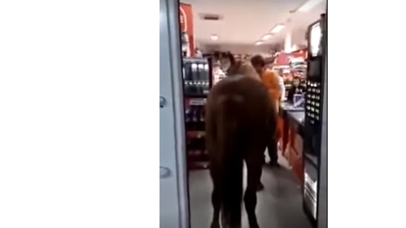 Incredibil! Un bărbat din Buzău a intrat cu un cal într-un magazin | VIDEO