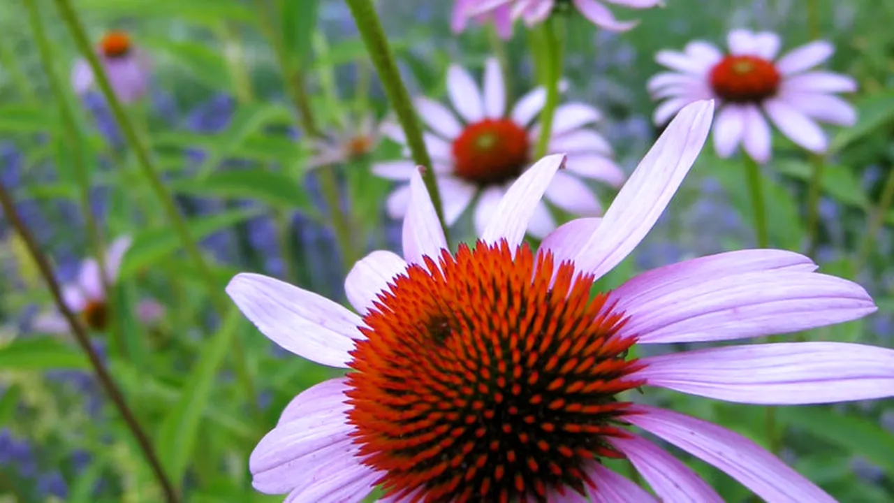Motivul pentru care copiii sub 12 ani nu ar trebui tratați cu suplimente pe bază de echinaceea