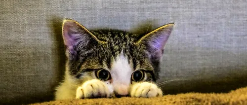 VIDEO | Cum arată pisica „înaripată” care a cucerit rețelele de socializare. Ce explicații dau specialiștii