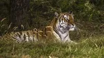Tragedie în Marea Britanie: Un tigru a ucis un bărbat în Parcul Natural Yorkshire. Cum a ajuns în zona restricționată a animalelor