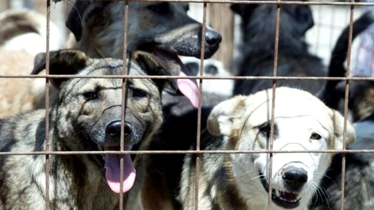 Șeful ASPA acuză organizațiile care adoptă maidanezi că îi exportă pentru a fi folosiți la filme pentru adulți. Câți câini comunitari au fost eutanasiați