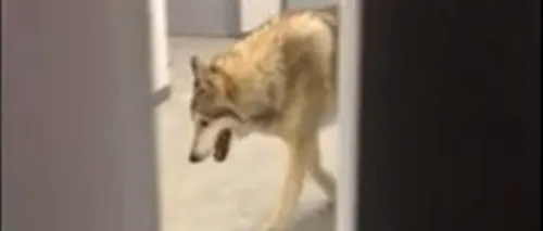Un lup a fost abandonat în parcul din Craiova. Ce pedeapsă riscă cel pe care îl caută acum polițiștii