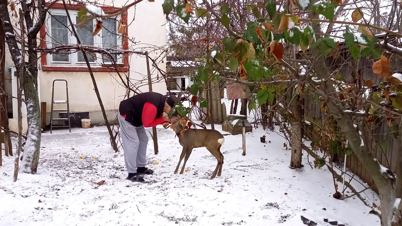 Varianta „Bambi“. Tulpini de coronavirus detectate la căprioarele din SUA ar putea fi transmisibile la om, potrivit unui studiu publicat de revista „Nature”