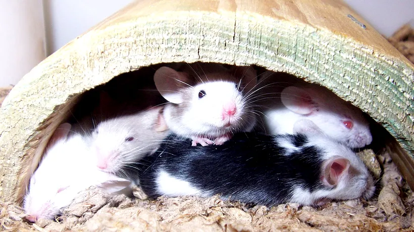 Pericol pentru omenire: în Marea Britanie au apărut șoareci și șobolani imuni la otravă!