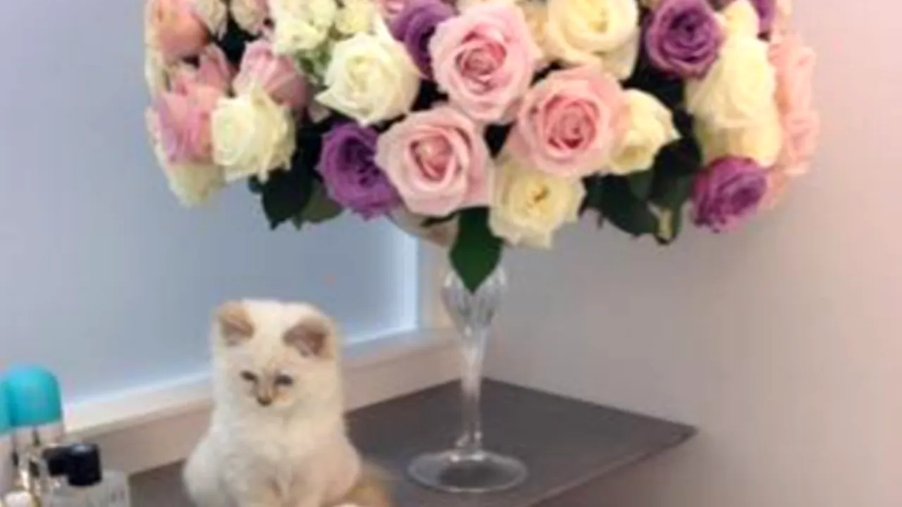 Karl Lagerfeld spune că și-ar dori să se însoare cu pisica lui