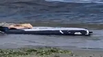 O nouă dronă și-a făcut apariția pe litoralul românesc. Ce au găsit geniștii pe plaja din Corbu