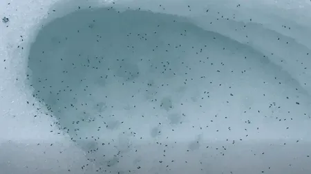 Clujul este invadat de purici de zăpadă. Viețuitoarele care apar tot timpul anului