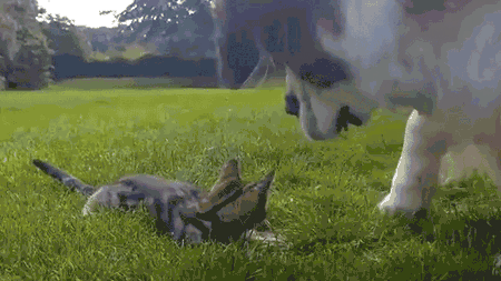 Cum reacționează un Saint Bernard când vede o pisică