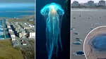 Meduzele au oprit trei reactoare de la cea mai mare centrală nucleară din Europa de Vest