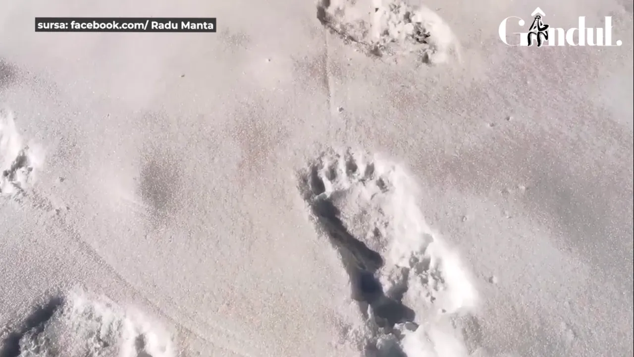 GÂNDUL LIVE. Incident în Munţii Bucegi. Cabana de la Vârful Omu, distrusă de un urs