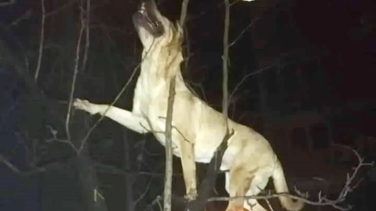 #cugandullaanimale. Câine aruncat pe geam de la etajul 4, de stăpân. Patrupedul a căzut într-un pom