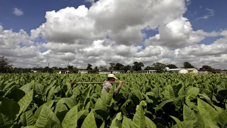 Tutunul, o posibilă soluție pentru a învinge cancerul