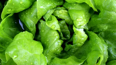 O companie japoneză va deschide prima fermă-robot din lume