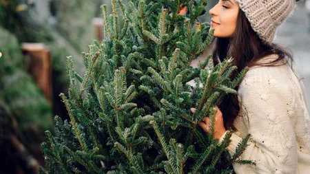 Cum să cumperi cel mai frumos și mai ieftin brad de Crăciun