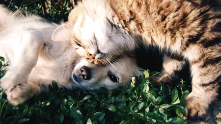 COVID-19. Se pot infecta câinii și pisicile cu coronavirus? Ce au descoperit oamenii de ştiinţă