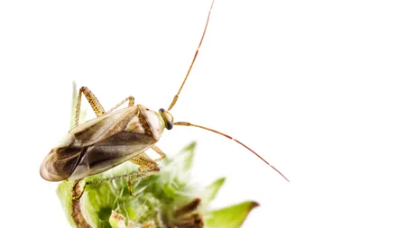 Agricultorii au mari probleme cu o INSECTĂ care poate distruge culturi întregi și este greu de combătut