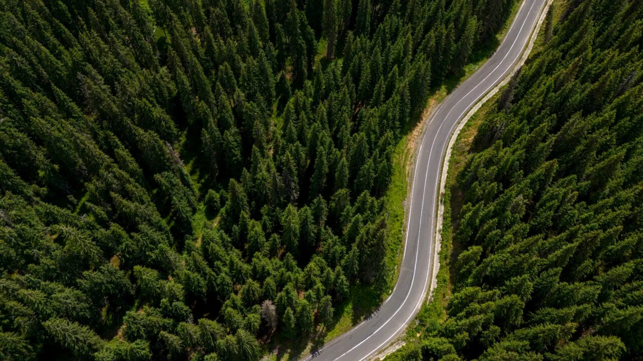 Noul Cod Silvic, aprobat în Parlament. Drumurile forestiere vor fi supravegheate VIDEO