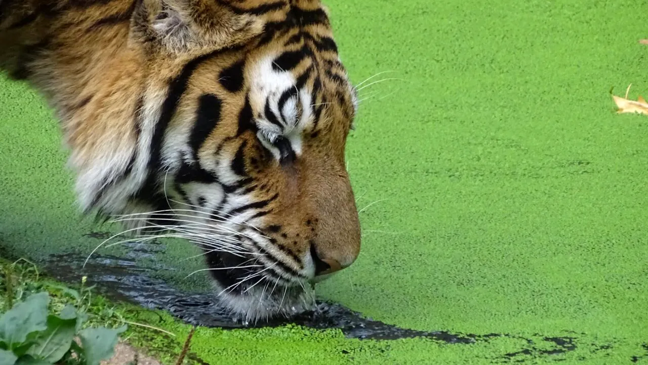 TRAGEDIE la Grădina Zoologică din Pitești! Un angajat a fost omorât de un tigru. Cum s-a întâmplat totul