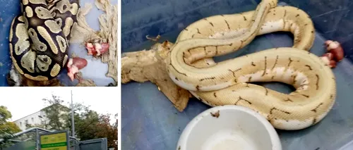 Un bărbat din Oradea a găsit trei pitoni în tomberonul din fața blocului. Ce a făcut orădeanul când a văzut reptilele