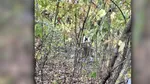 O dronă s-a izbit de un copac într-o pădure din Republica Moldova. Zborul nu a fost înregistrat de sistemele de supraveghere