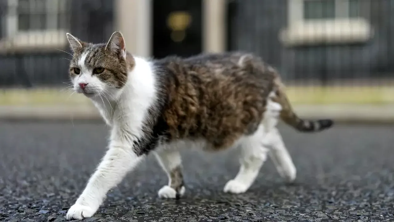 Primul motan al Marii Britanii a împlinit 15 ani. Larry este cea mai importantă pisică politică