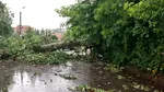 „Plopul lui Eminescu” a făcut ravagii la Iași. Artiștii din urbe îl vor imortaliza frumos