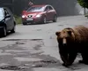 Un urs a intrat în curtea Mănăstirii Sinaia, care este unul dintre cele mai vizitate obiective turistice din stațiune