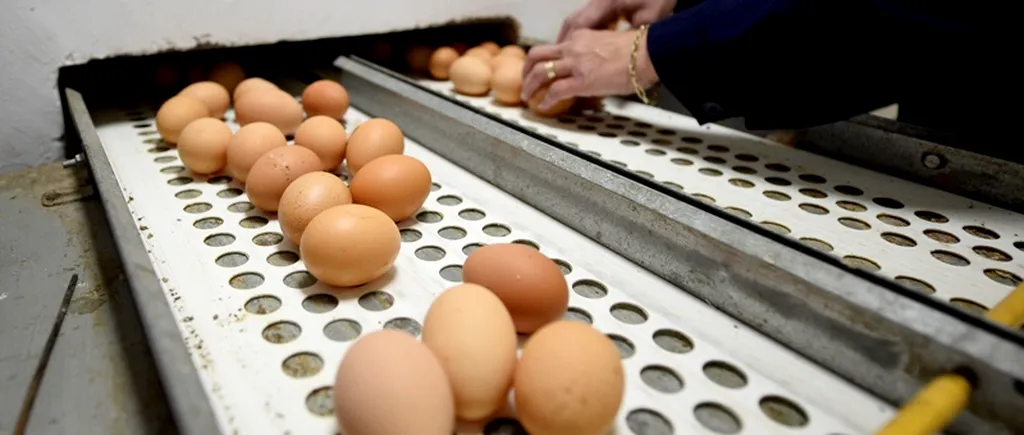 Peste 94.000 de ouă reștampilate și ținute în spații improprii, confiscate de la o fermă din Giurgiu