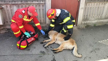 Amenzi usturătoare pentru bucureștenii care și-au lăsat patrupedele în caniculă sau fără mâncare. Poliția Animalelor anunță noi controale în Capitală