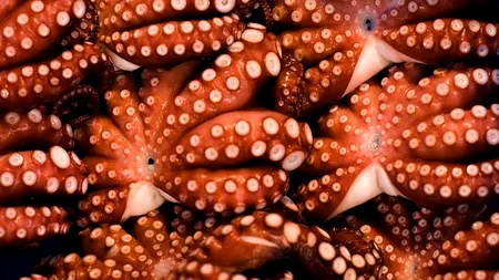 Cum va evolua specia umană. Previziuni înfricoșătoare ale unui neurocercetător britanic: Vom avea tentacule, piele care își schimbă culoarea, ciocuri și chiar dinți regenerabili