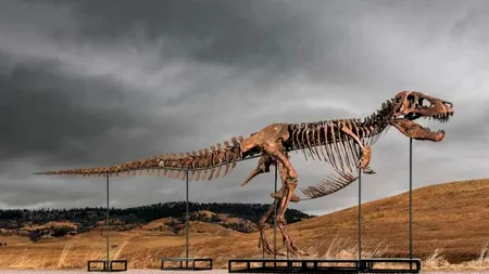 Cel mai scump dinozaur din lume a fost vândut în SUA. Scheletul complet de T-rex a atins o sumă record în mai puțin de 10 minute