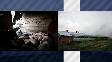 MASACRU în UCRAINA. Rușii au carbonizat 13 mii de porci într-un atac cu DRONE
