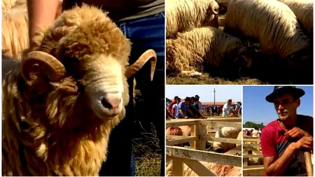 Cât costă cel mai scump BERBEC din România și din ce rasă face parte