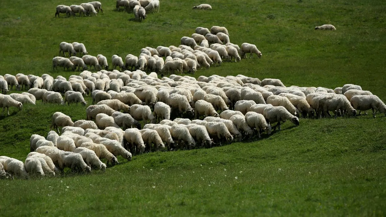 APIA: Platformă online dedicată sectorului zootehnic. Cine sunt beneficiarii