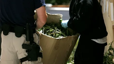 ROMÂN prins cu 300 DE KILOGRAME DE CANABIS într-un autobuz venind din Spania