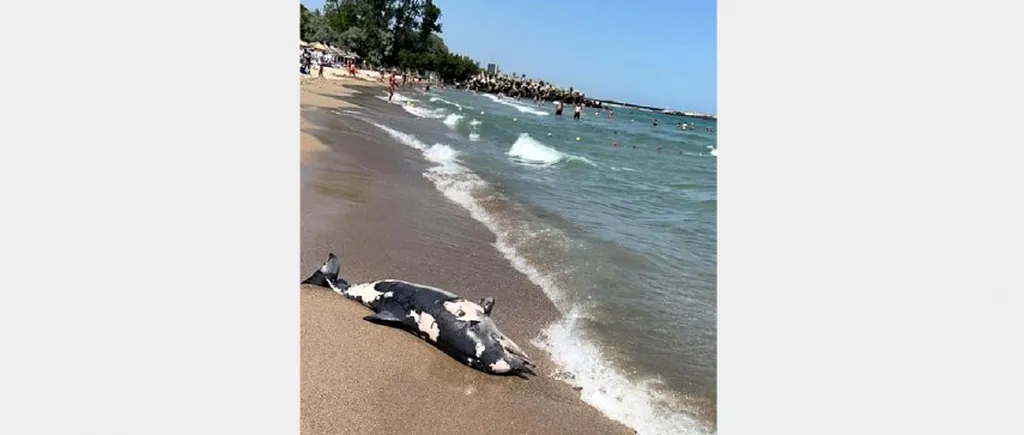 VIDEO | Delfin mort, adus de valuri pe plaja din stațiunea Neptun. Acesta a zăcut, ore bune, printre turiști