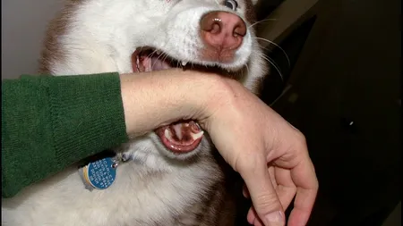 Fetiţă de 12 ani, muşcată de un Husky. Șocant, însă, este ce s-a întâmplat cu stăpâna câinelui!