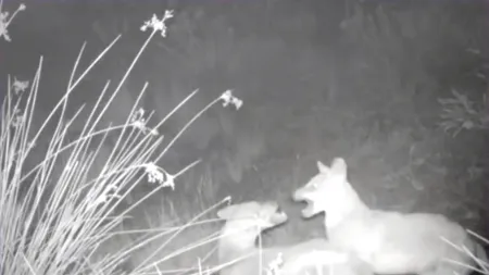 Locuitorii unui cartier din Galați sunt terorizați de ȘACALI. De câteva zile, se aud urlete sinistre și oamenii se tem să mai iasă seara din case