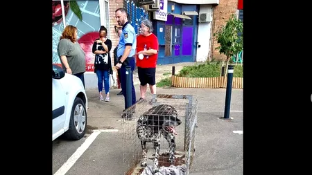 FOTO: Două persoane din Bucureşti, atacate de un metis de Brac în Sectorul 6. ASPA: Câinele are proprietar / Poliția a deschis o anchetă