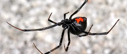 UIMITOR. S-au lăsat mușcați de păianjenul veninos Văduva Neagră, ca să se transforme în Spider-Man. Ce s-a întâmplat ulterior