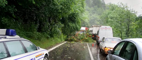 Circulație îngreunată pe DN1, pe Valea Prahovei: șoseaua este blocată de un copac