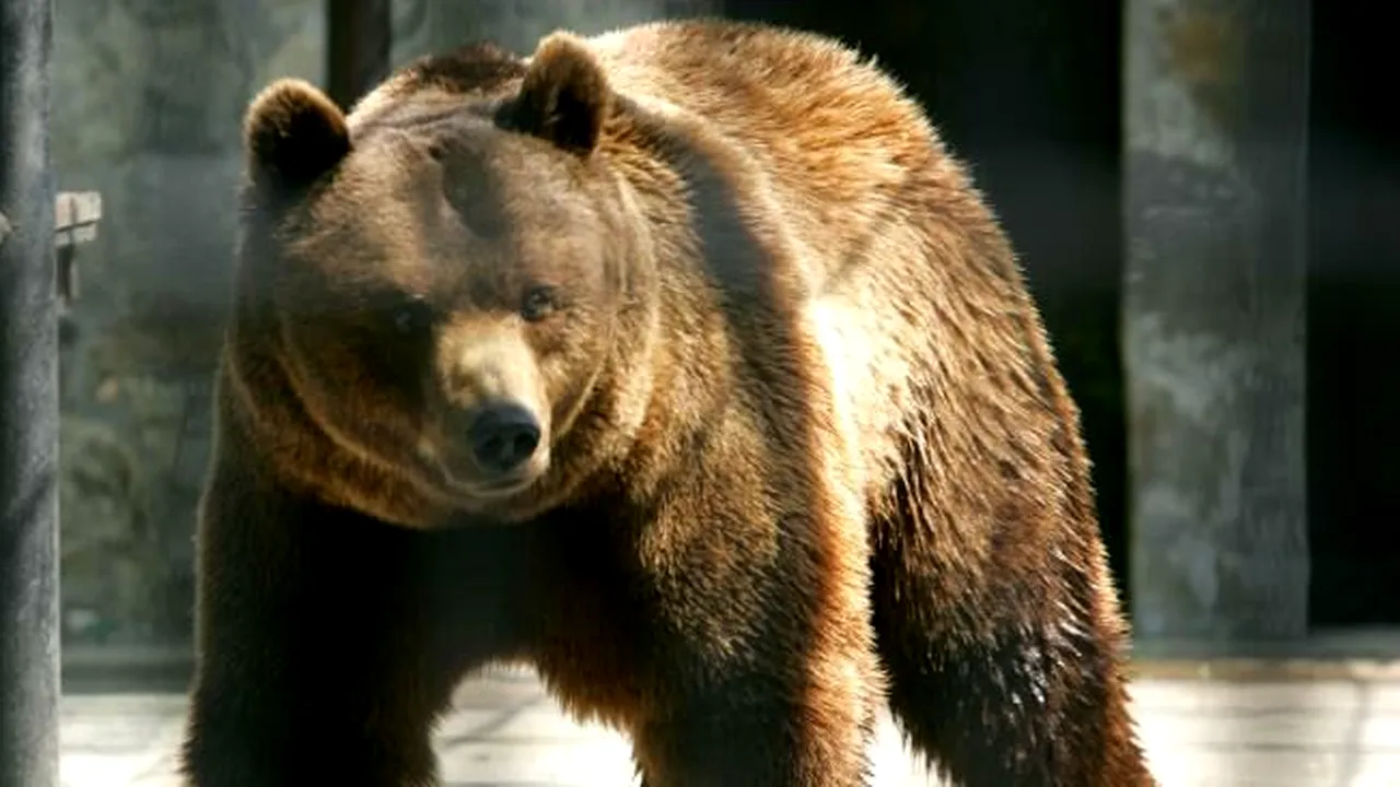 Orașul Bistrița, terorizat de un URS venit la plimbare pe străzile municipiului