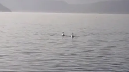 Oaspeți neobișnuiți în Clisura Dunării. Mai multe lebede își petrec iarna în golful de la Eșelnița