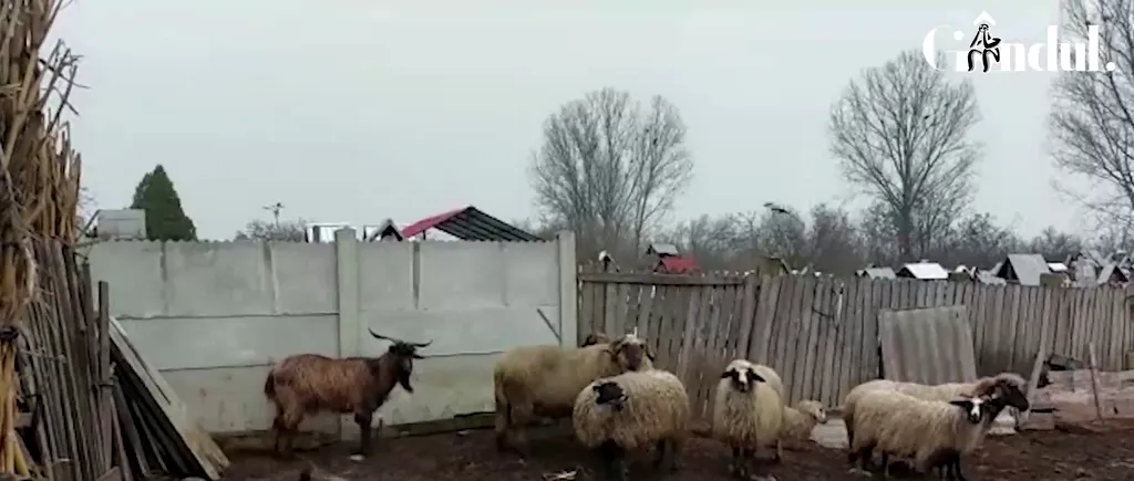 FOTO, VIDEO | Invazie de șacali într-o localitate din județul Dolj. Zeci de animale au fost ucise
