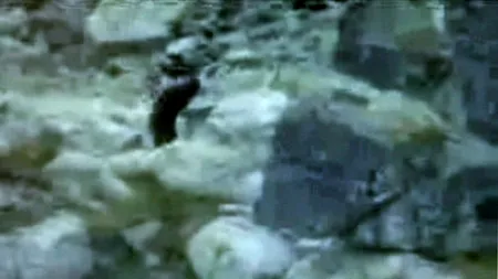 Misterul lui Yeti ar fi fost elucidat - legendara creatură ar putea fi un urs hibrid