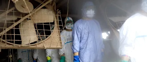 Două ferme din Canada, plasate în carantină din cauza unor noi cazuri de gripă aviară
